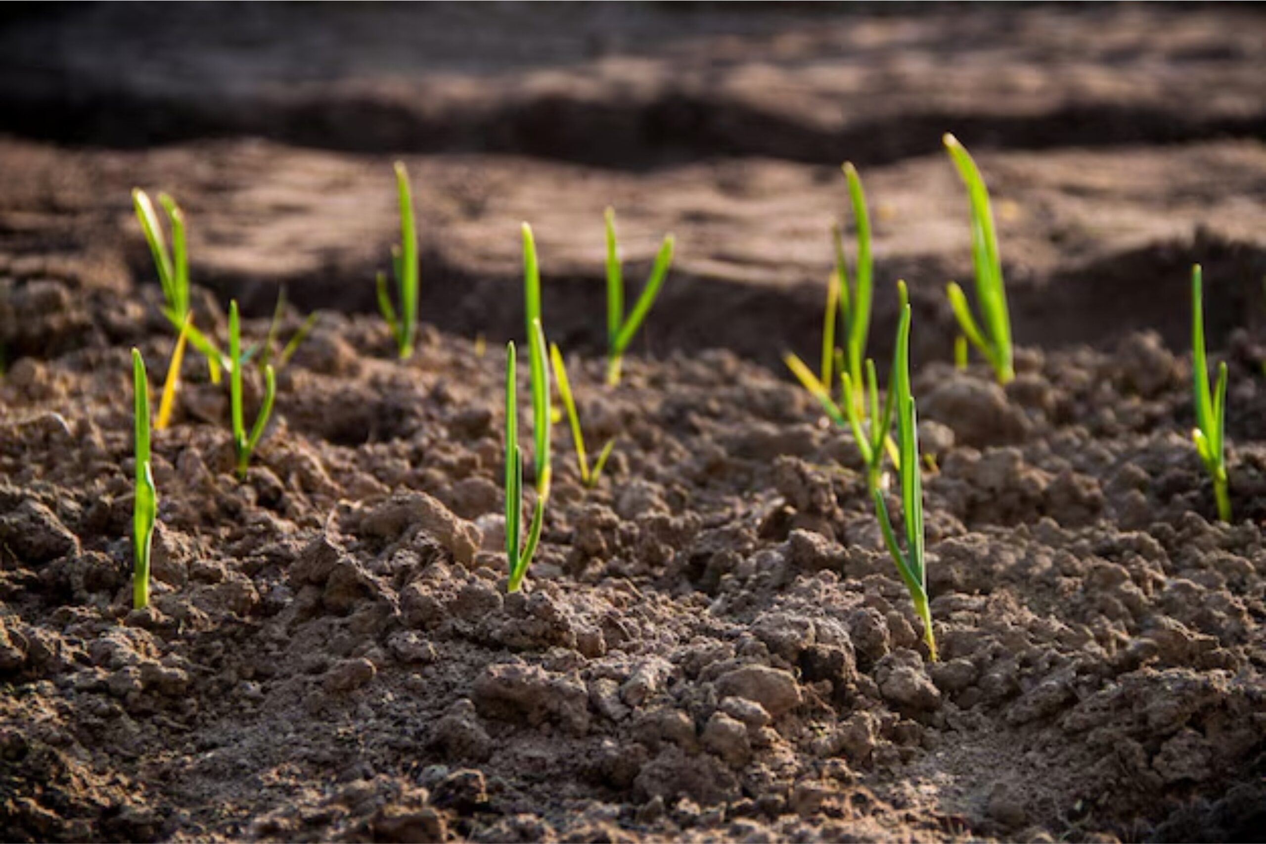 Agribusiness: Cultivating Growth from Fertile Grounds