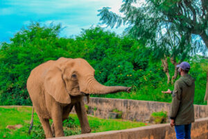 Jos Wildlife Park – A Premier Nature Reserve in Nigeria