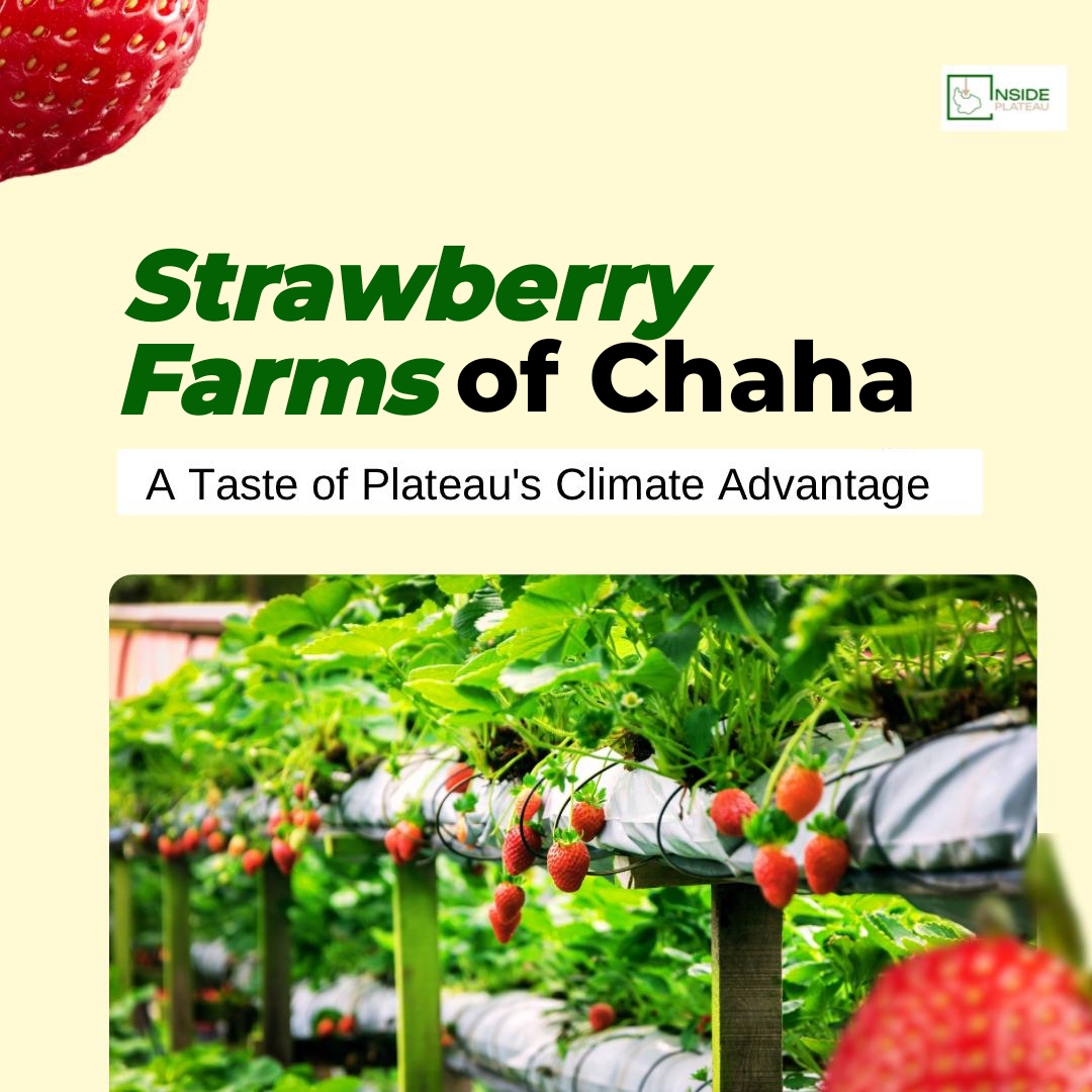 Strawberry Farms of Chaha: A Taste of Plateau’s Climate Advantage