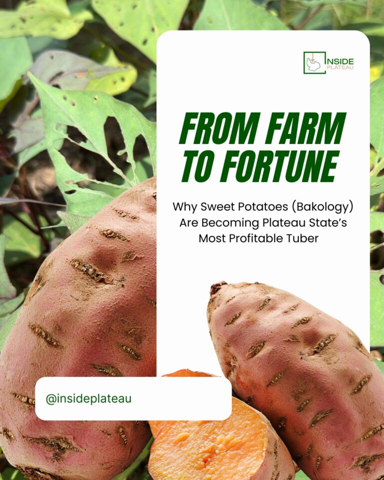 From Farm to Fortune: Sweet Potatoes (Bokology) Becoming Plateau State’s Most Profitable Tuber