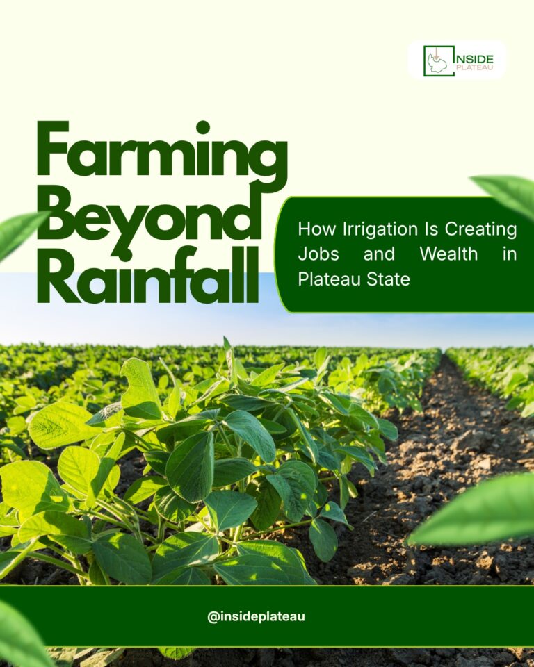 Beyond Rainfall: How Irrigation Farming in Plateau State is Creating Wealth