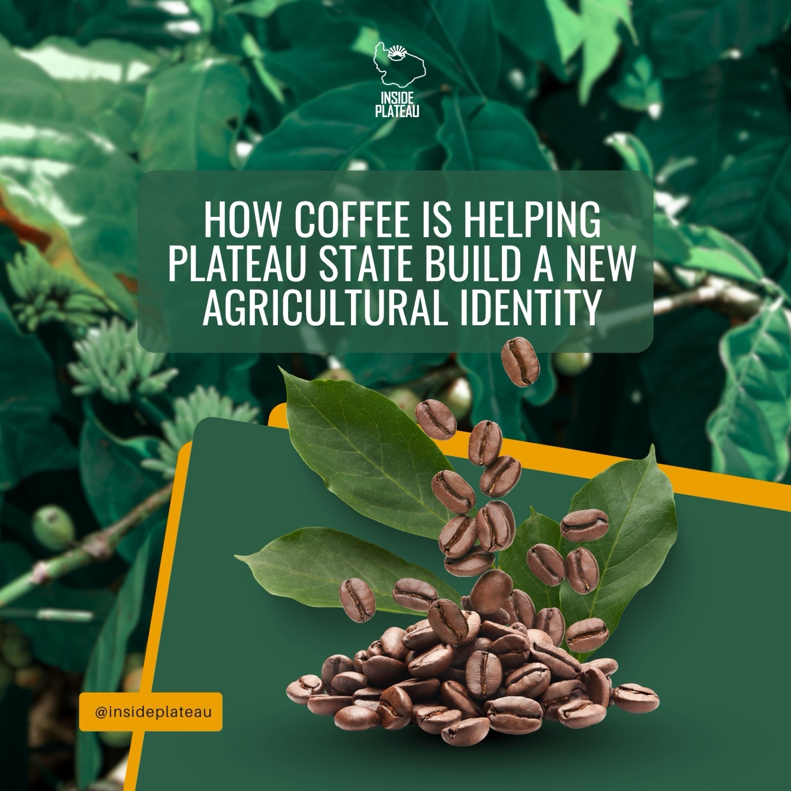 How Coffee Is Helping Plateau State Build a New Agricultural Identity